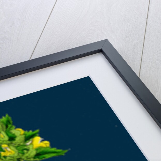 Rhinanthus Minor; Common Yellow-Rattle by Anonymous