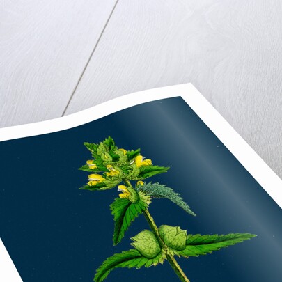 Rhinanthus Minor; Common Yellow-Rattle by Anonymous