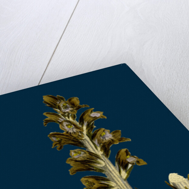 Orobanche Rapum; Greater Broom-Rape by Anonymous