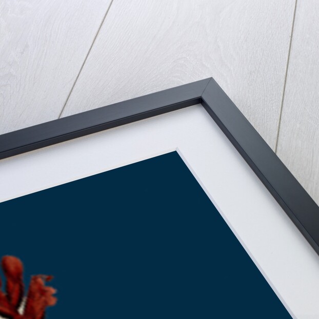 Orobanche Rubra; Red Broom-Rape by Anonymous