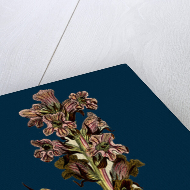 Orobanche Caryophyllacea; Clove-Scented Broomrape by Anonymous