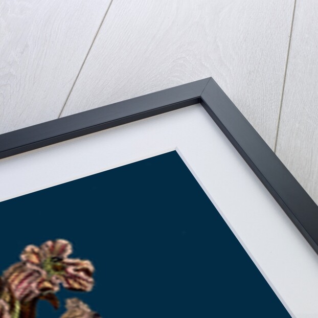 Orobanche Caryophyllacea; Clove-Scented Broomrape by Anonymous