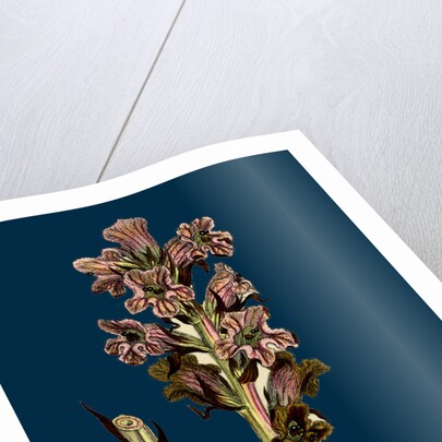 Orobanche Caryophyllacea; Clove-Scented Broomrape by Anonymous