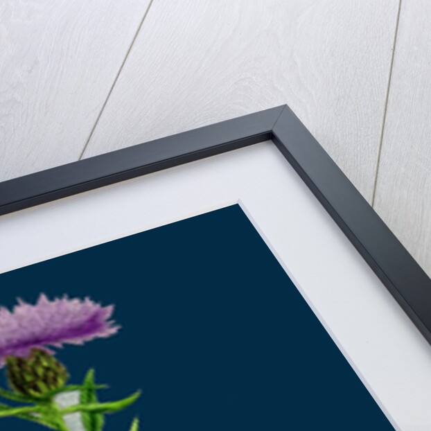 Centaurea Nigra, Var. Decipiens; Black Knapweed, Var. B. by Anonymous