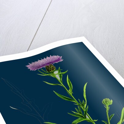 Centaurea Nigra, Var. Decipiens; Black Knapweed, Var. B. by Anonymous