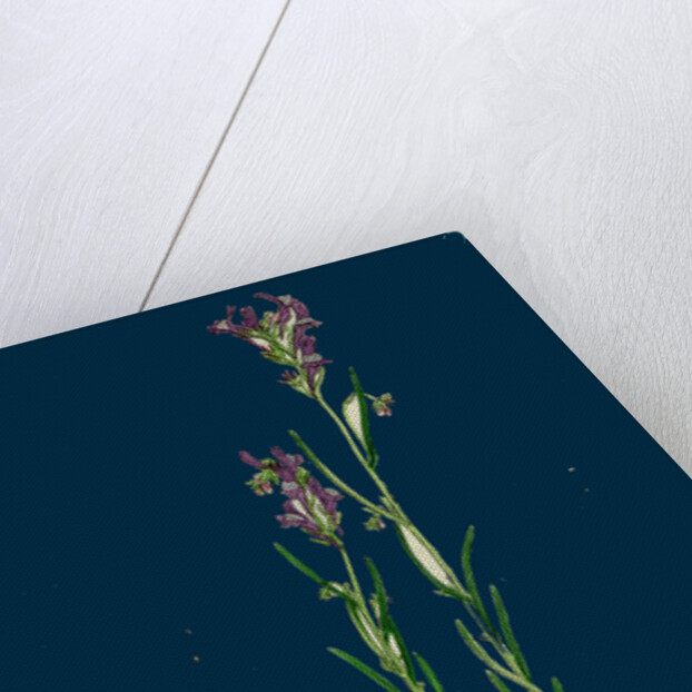 Linaria Pelisseriana; Jersey Toadflax by Anonymous