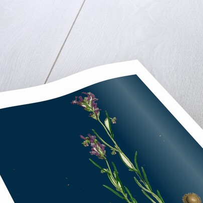 Linaria Pelisseriana; Jersey Toadflax by Anonymous