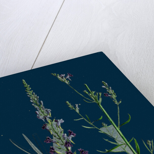 Linaria Purpurea; Purple Toadflax by Anonymous