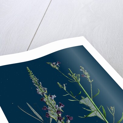 Linaria Purpurea; Purple Toadflax by Anonymous