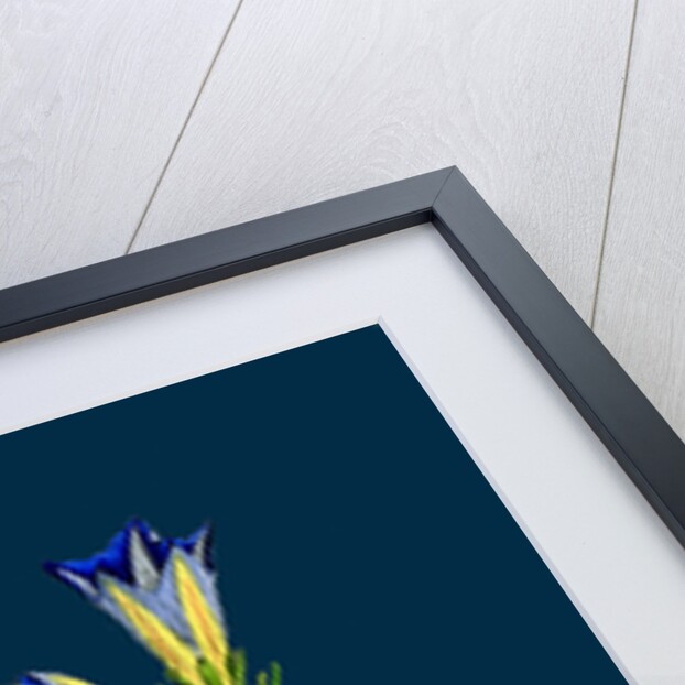 Gentiana Pneumonanthe; Calathian Violet by Anonymous