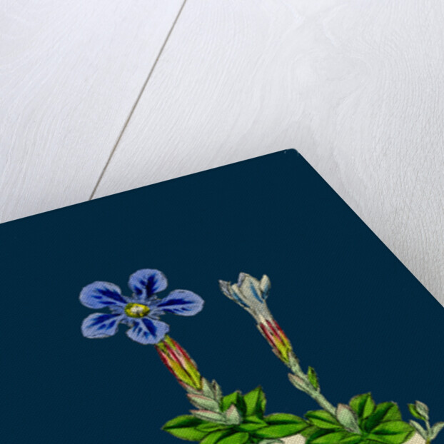 Gentiana Verna; Spring Gentian by Anonymous