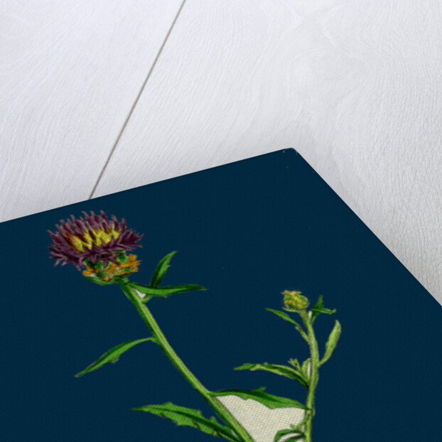 Centaurea Aspera; Rough Star-Thistle by Anonymous