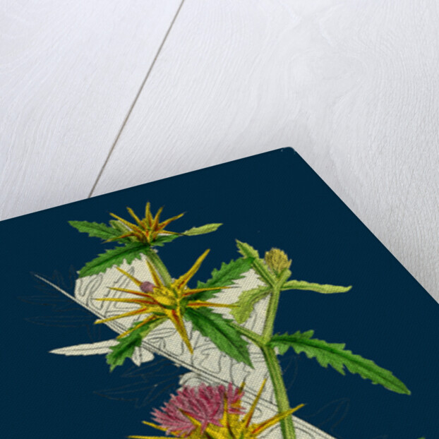 Centaurea Calcitrapa; Star-Thistle by Anonymous