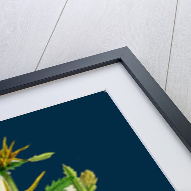 Centaurea Calcitrapa; Star-Thistle by Anonymous