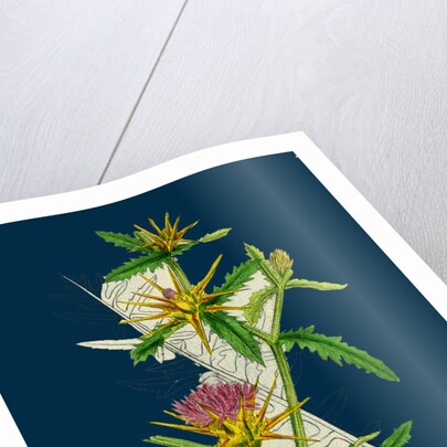 Centaurea Calcitrapa; Star-Thistle by Anonymous