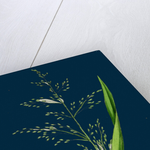 Milium Effusum; Wood Millet-Grass by Anonymous