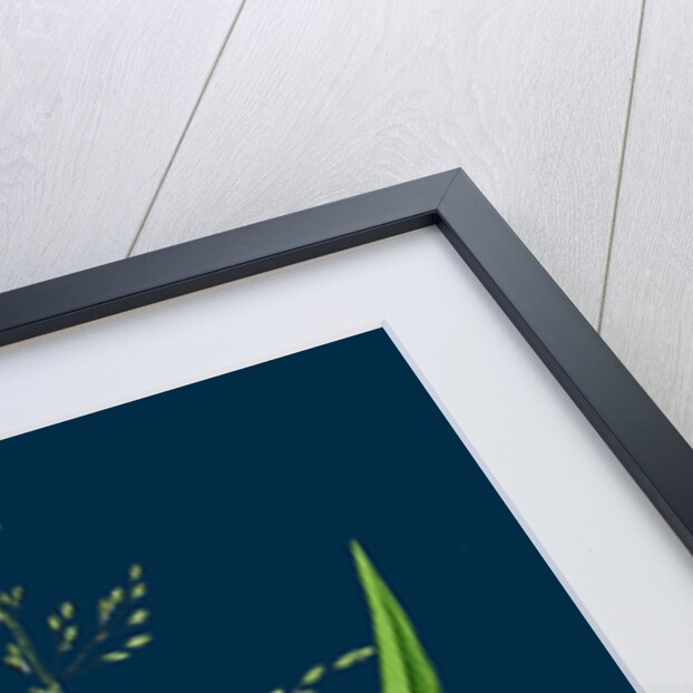 Milium Effusum; Wood Millet-Grass by Anonymous