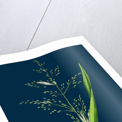 Milium Effusum; Wood Millet-Grass by Anonymous