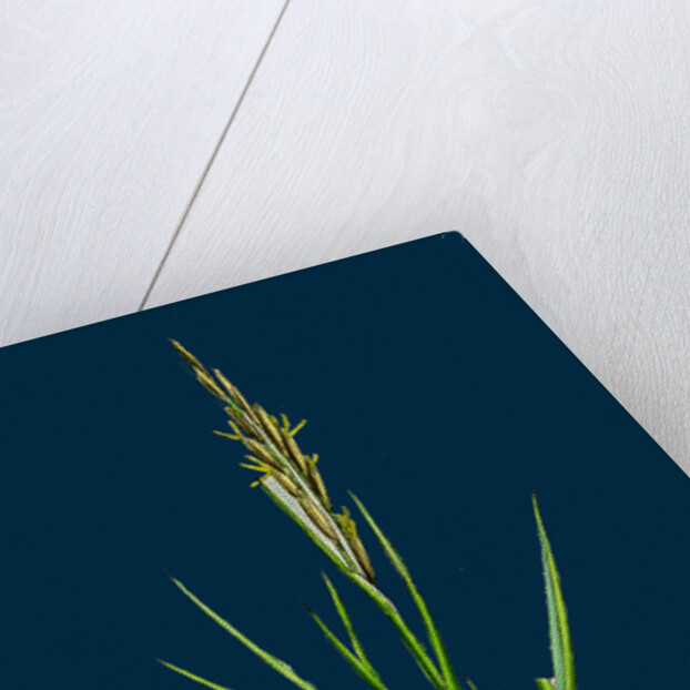 Spartina Stricta; Twin-Spiked Cord-Grass by Anonymous