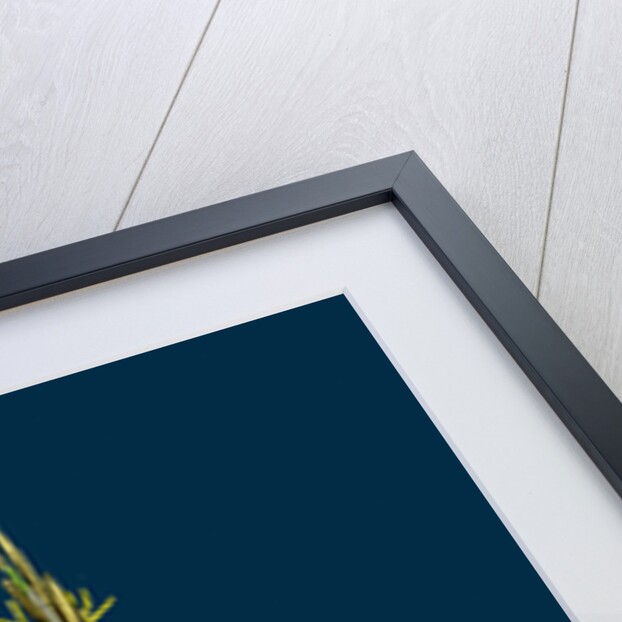 Spartina Stricta; Twin-Spiked Cord-Grass by Anonymous