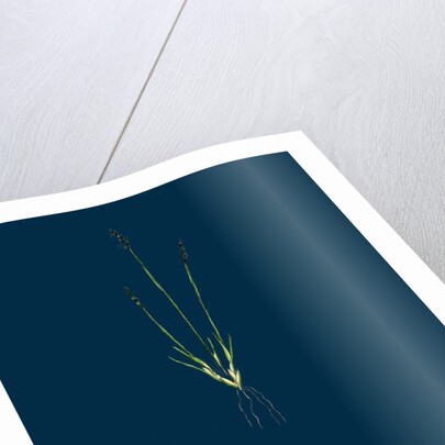 Chamagrostis Minima; Early Sand-Grass by Anonymous