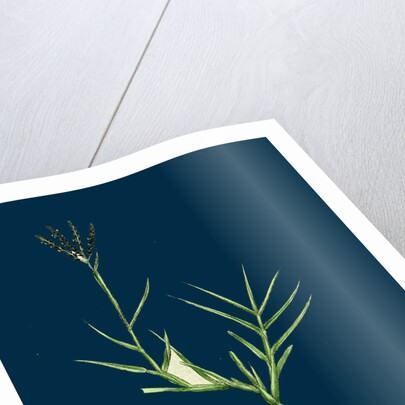 Cynodon Dactylon; Creeping Dog's-Tooth-Grass by Anonymous