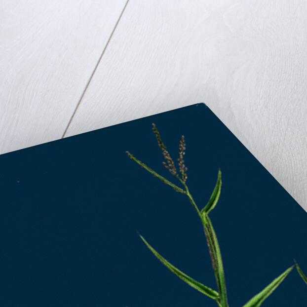 Digitaria Humifusa; Glabrous Finger-Grass by Anonymous