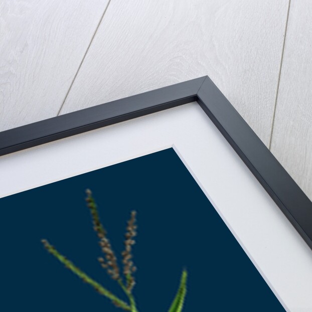 Digitaria Humifusa; Glabrous Finger-Grass by Anonymous