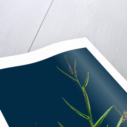 Digitaria Humifusa; Glabrous Finger-Grass by Anonymous