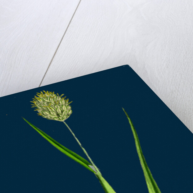 Phalaris Canariensis; Canary-Grass by Anonymous