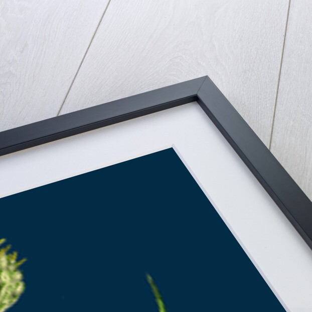 Phalaris Canariensis; Canary-Grass by Anonymous