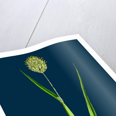 Phalaris Canariensis; Canary-Grass by Anonymous