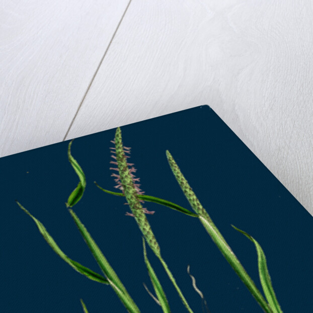 Alopecurus Agrestis; Slender Fox-Tail-Grass by Anonymous