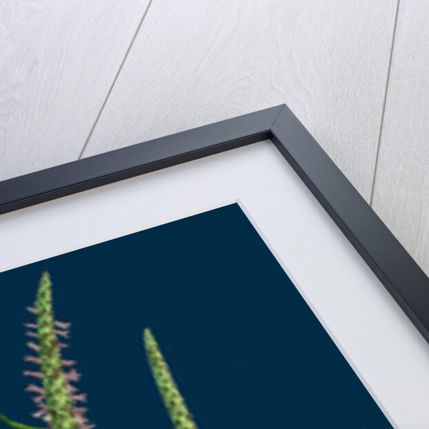 Alopecurus Agrestis; Slender Fox-Tail-Grass by Anonymous