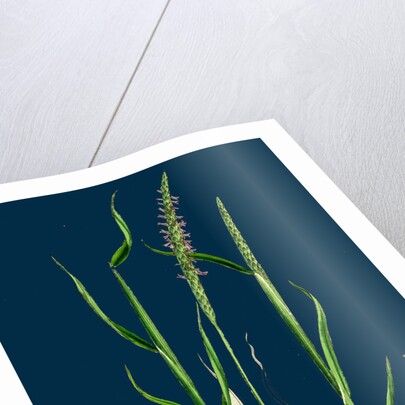 Alopecurus Agrestis; Slender Fox-Tail-Grass by Anonymous