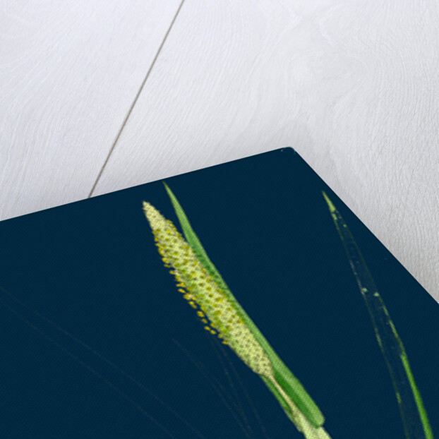 Alopecurus Fulvus; Orange Anthered Fox-Tail-Grass by Anonymous