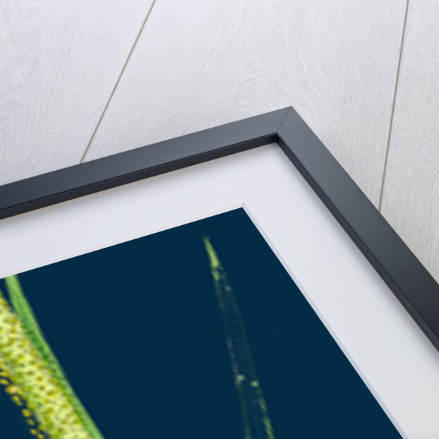 Alopecurus Fulvus; Orange Anthered Fox-Tail-Grass by Anonymous