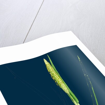 Alopecurus Fulvus; Orange Anthered Fox-Tail-Grass by Anonymous