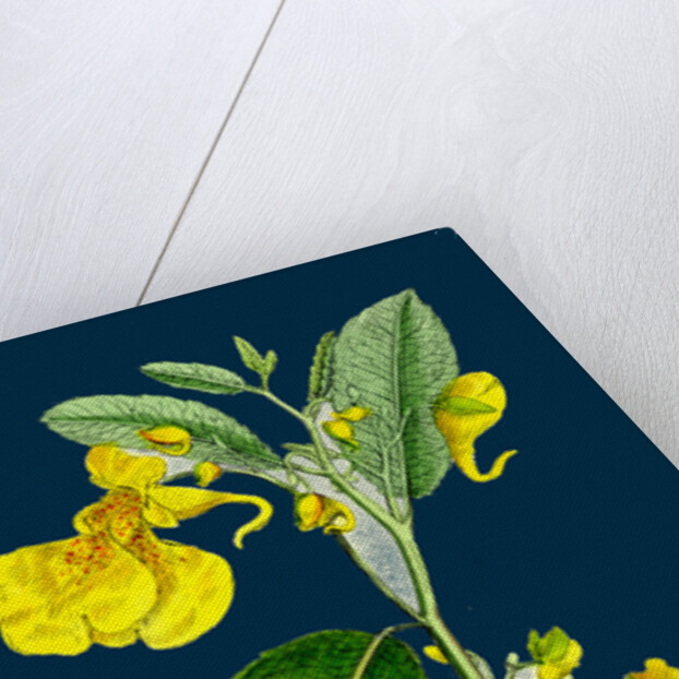 Impatiens Noli-Me-Tangere; Yellow Balsam by Anonymous