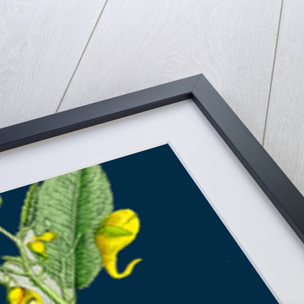 Impatiens Noli-Me-Tangere; Yellow Balsam by Anonymous