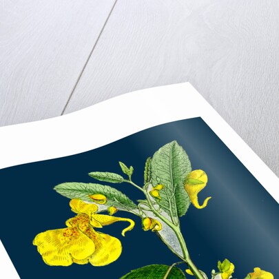Impatiens Noli-Me-Tangere; Yellow Balsam by Anonymous