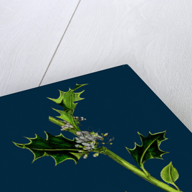 Ilex Aquifolium; Common Holly by Anonymous