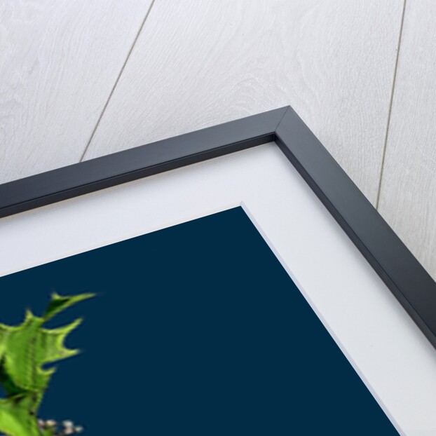 Ilex Aquifolium; Common Holly by Anonymous