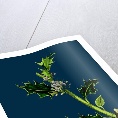 Ilex Aquifolium; Common Holly by Anonymous