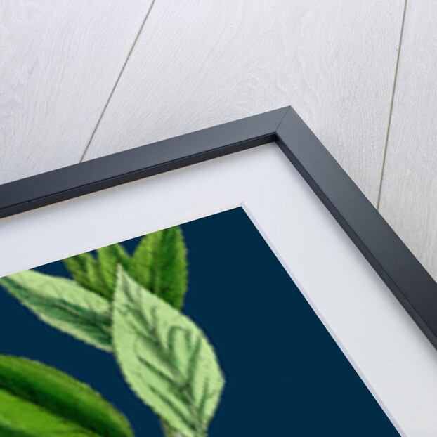 Euonynius Europeus; Spindle Tree by Anonymous