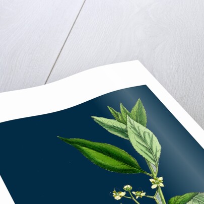 Euonynius Europeus; Spindle Tree by Anonymous