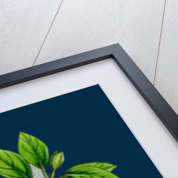 Rhamnus Catharticus; Purging Buckthorn by Anonymous