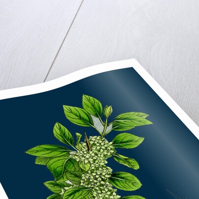 Rhamnus Catharticus; Purging Buckthorn by Anonymous