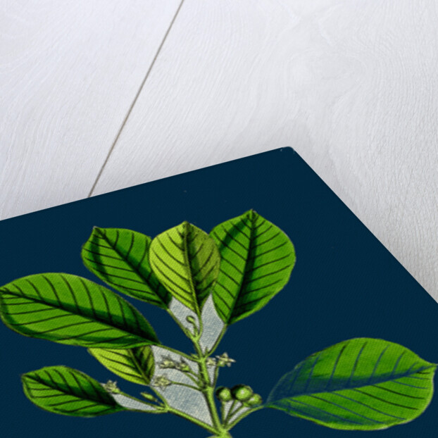 Rhamnus Frangula; Berry-Bearing Alder by Anonymous