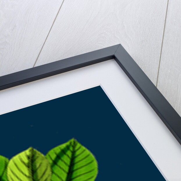 Rhamnus Frangula; Berry-Bearing Alder by Anonymous